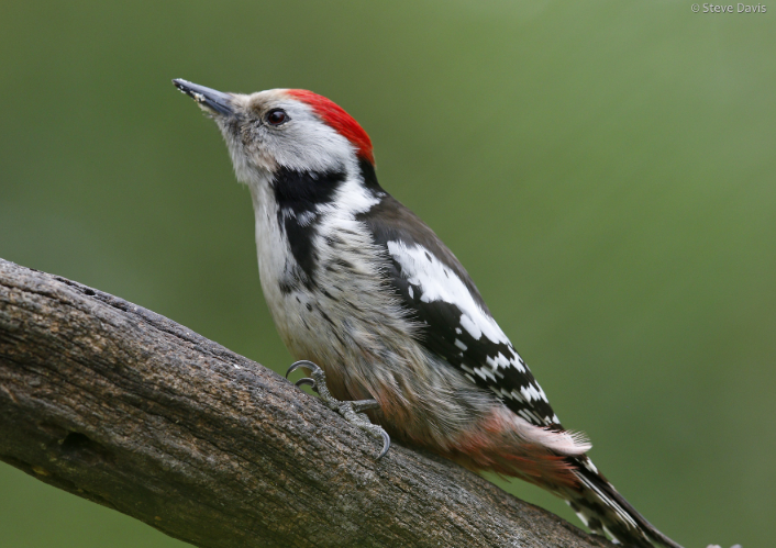 The Night Shift: Spotting Owls and Nightjars with Thermal Scopes