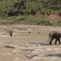 4. Pinnawala - Elefánt árvaház