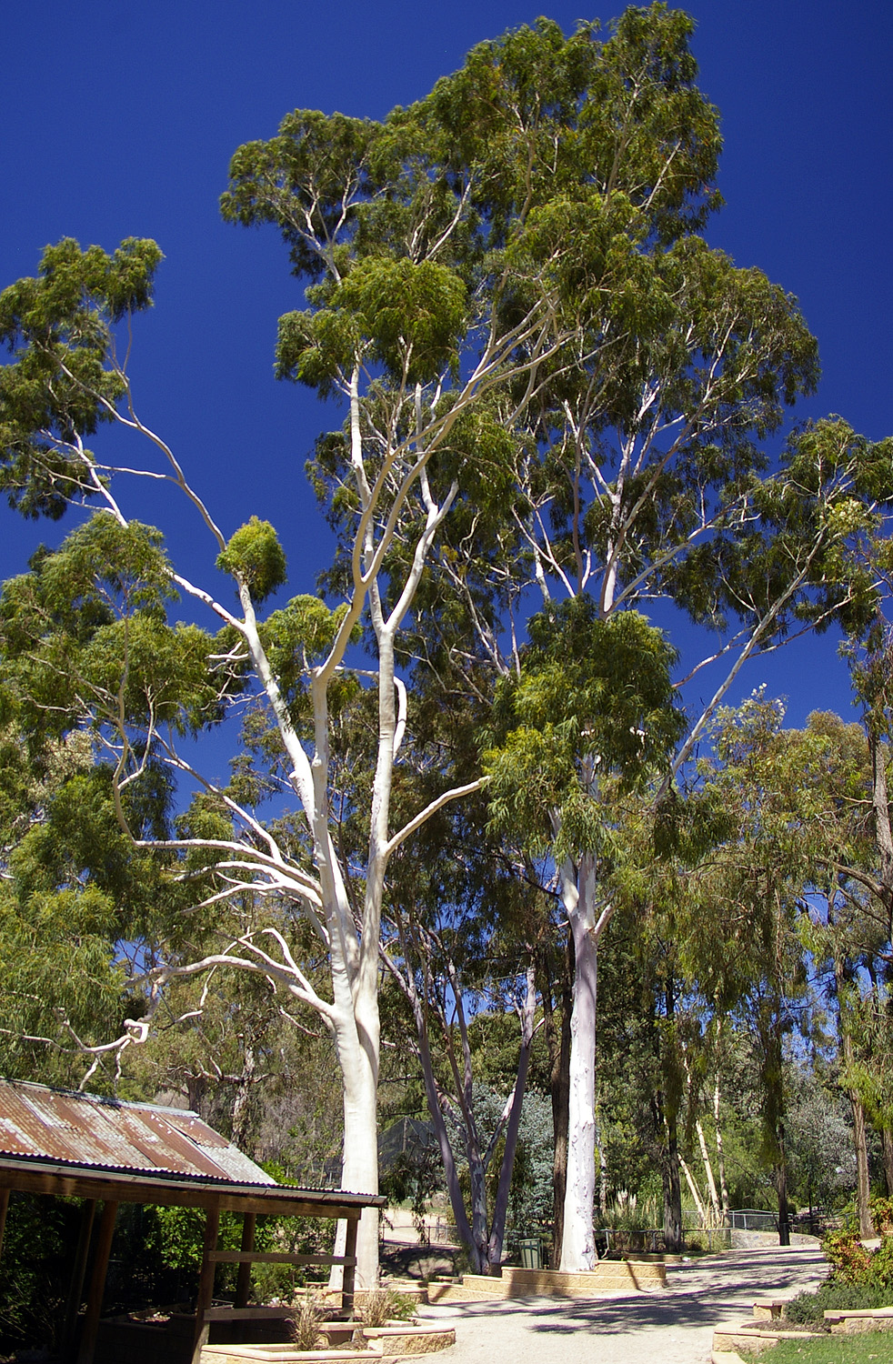 corymbia_citriodora.jpg