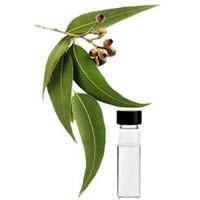 eucalyptus-citriodora-oil-2083360_grande.jpg