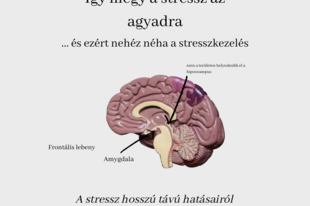 Így megy a stressz az agyadra...