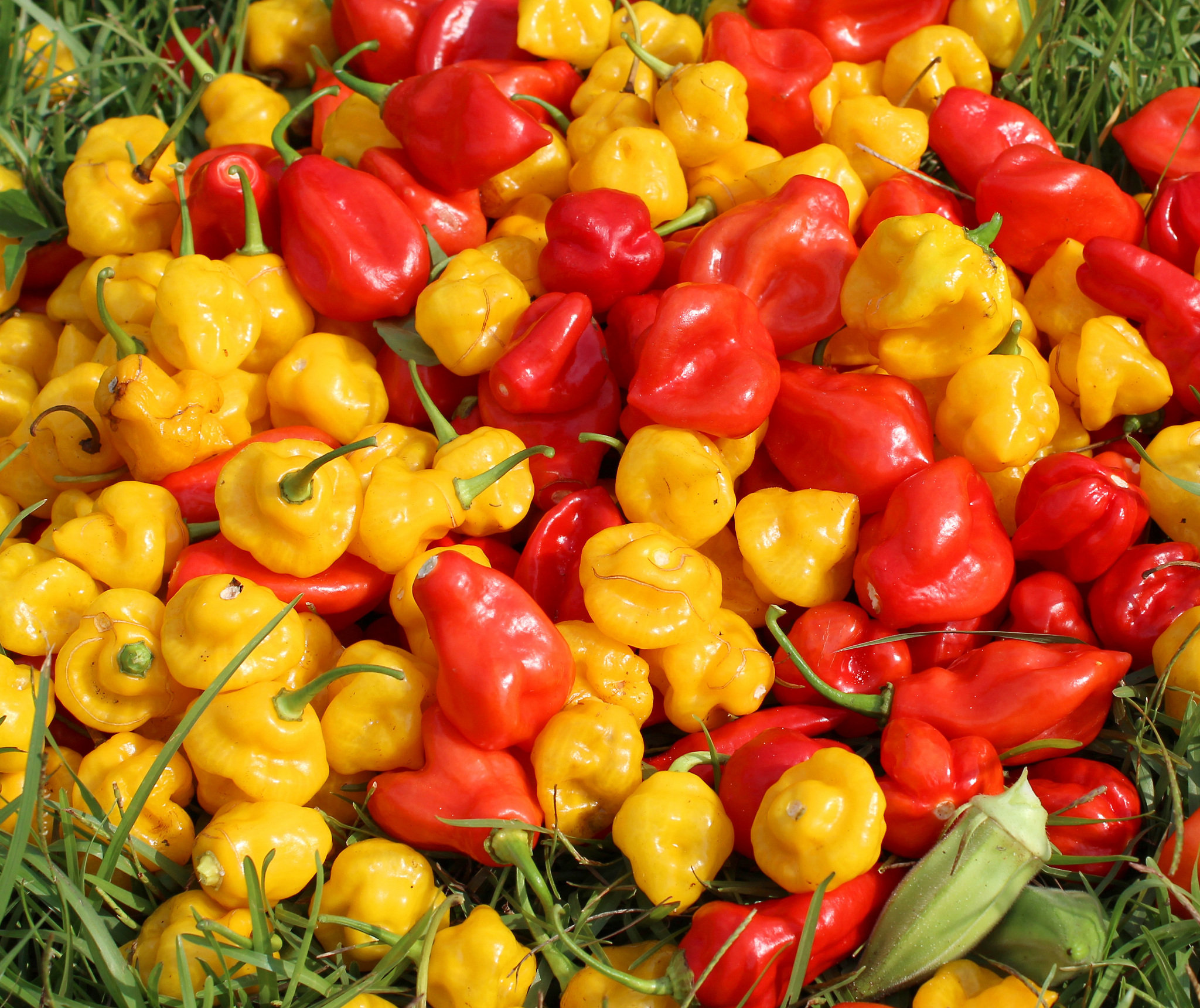 chinense-pepper-2-smalljpg-937ee6c8a3b4685d.jpg