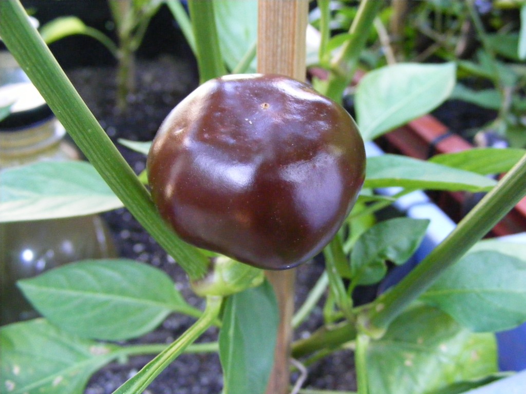 Érett ChocoCherry