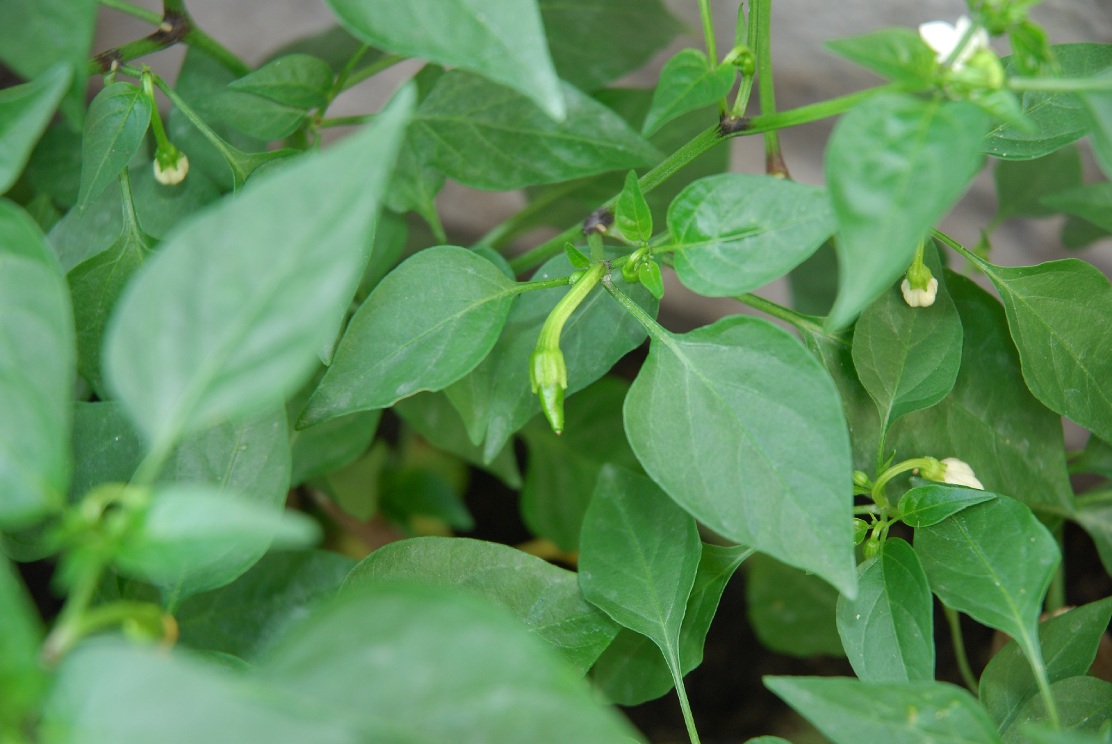 Cayenne