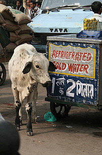 Új Delhi (India) Marhahús csak ebben a formában található