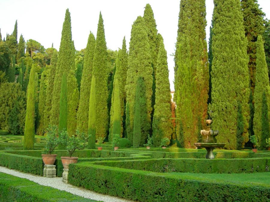 1022_cupressus_sempervirens_europai_ciprus_valodi_ciprus_l.jpg