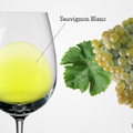 Sauvignon blanc - az aromatikus világfajta