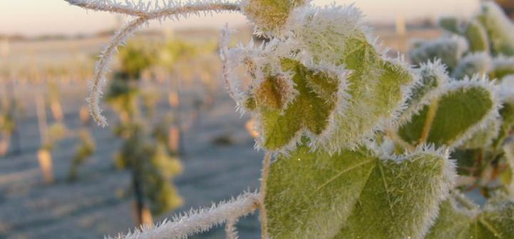 frost_on_grape_vines.jpg