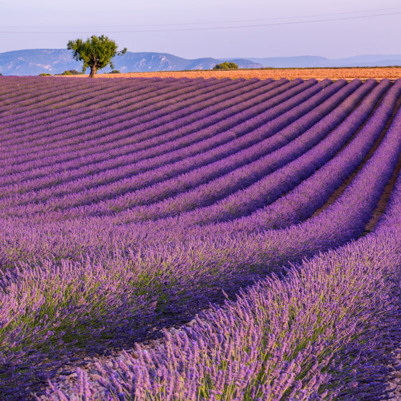 lavender-fields-at-valensoleb4d76e-800x800.jpg