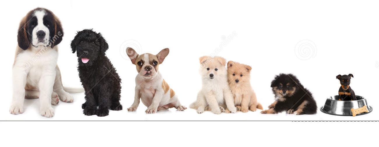 different-breeds-puppy-dogs-white-28793759hh.jpg