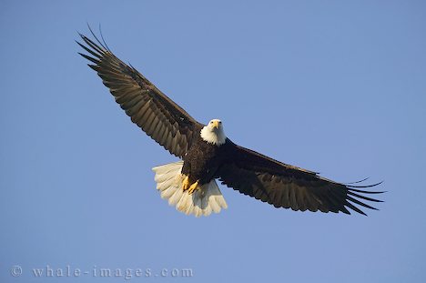 bald-eagle-7.jpg