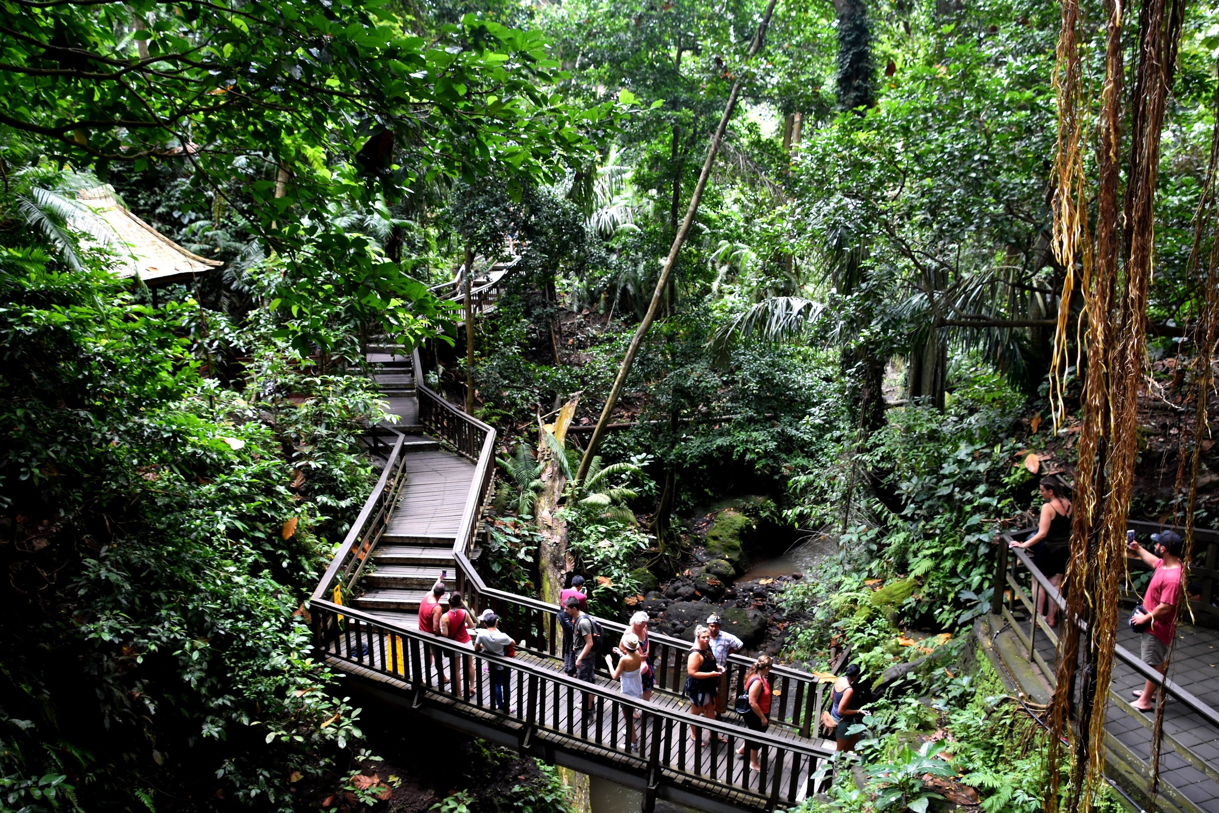 monkey_forest_1.JPG