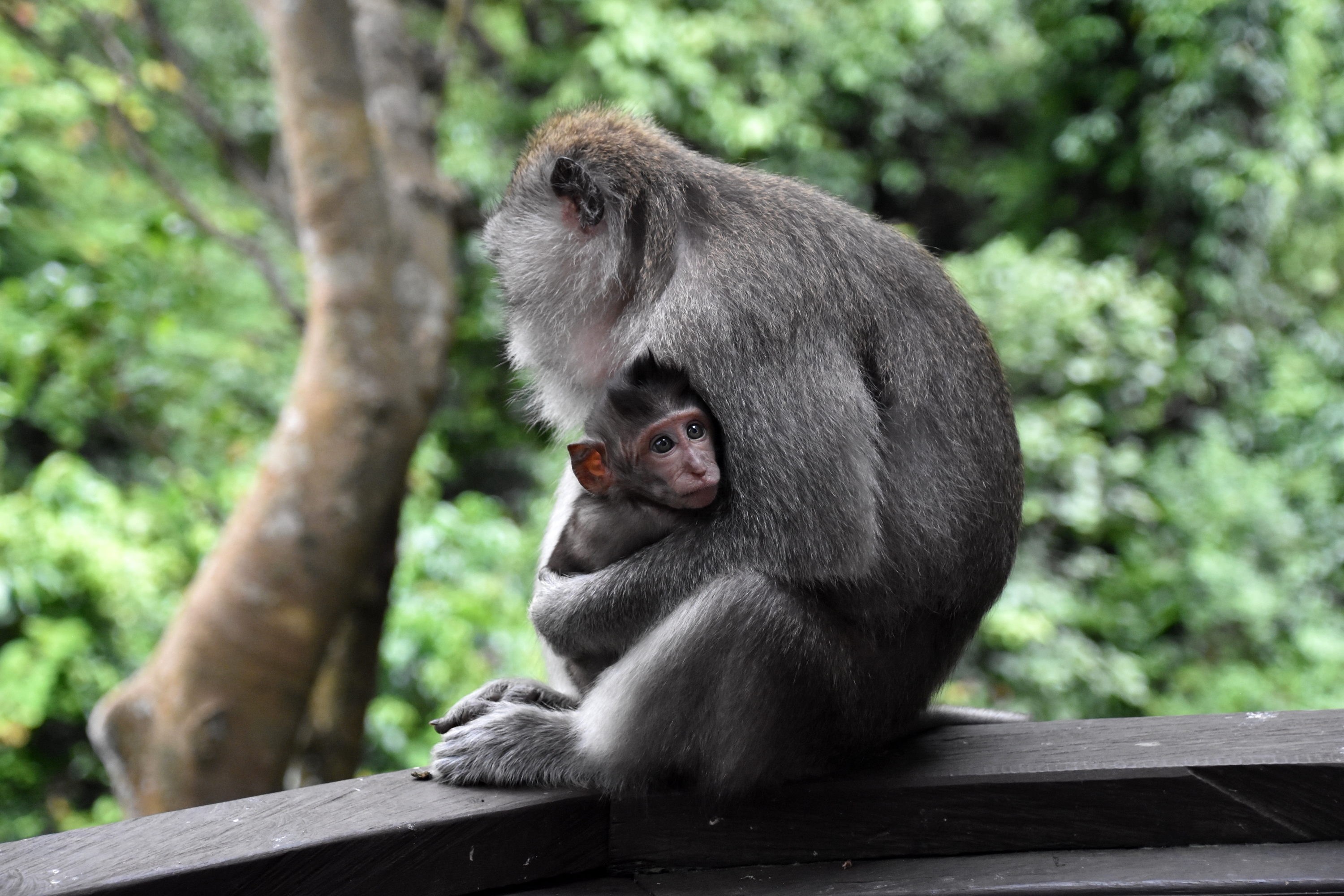 monkey_forest_12.JPG