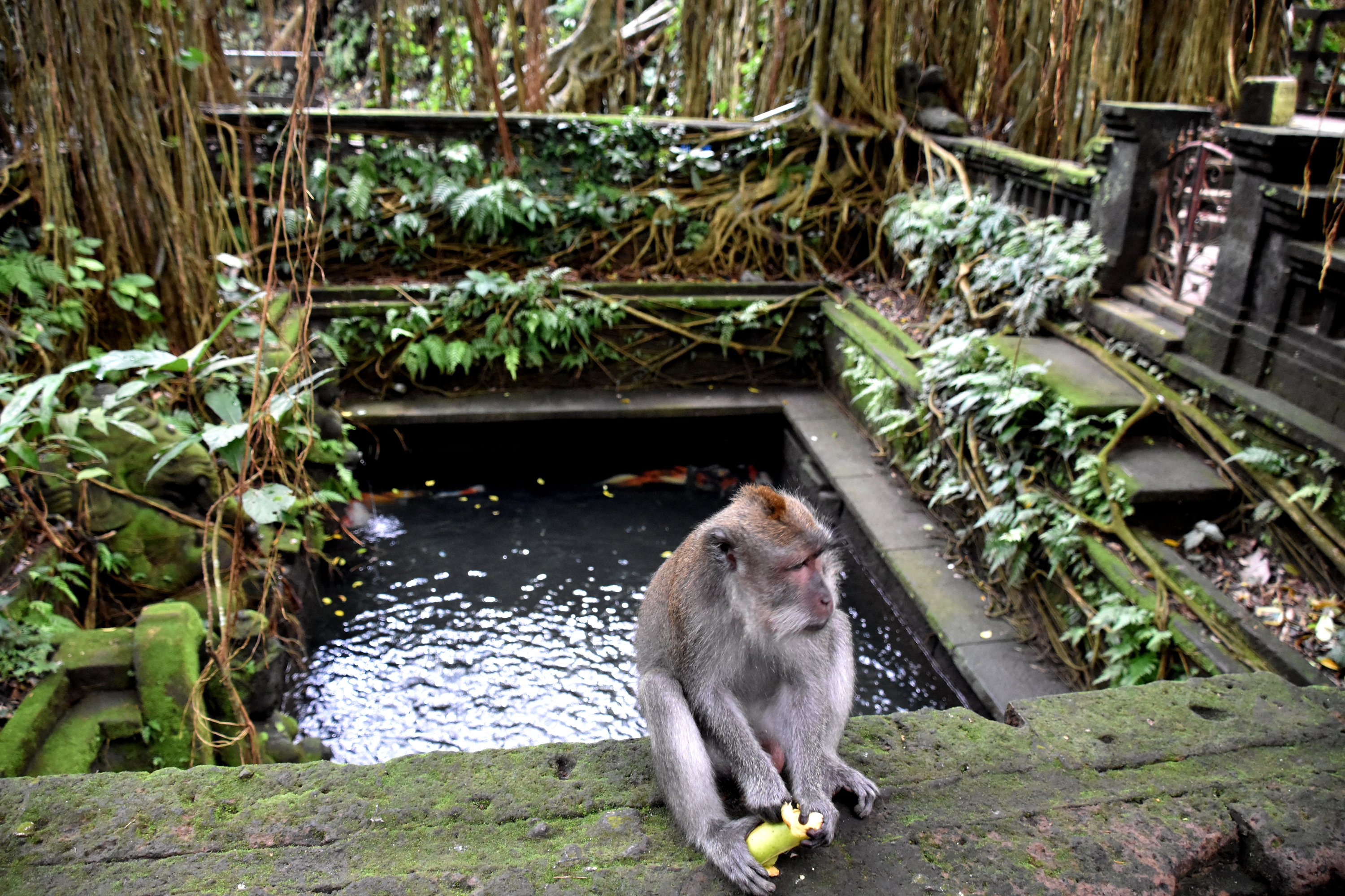 monkey_forest_15.JPG