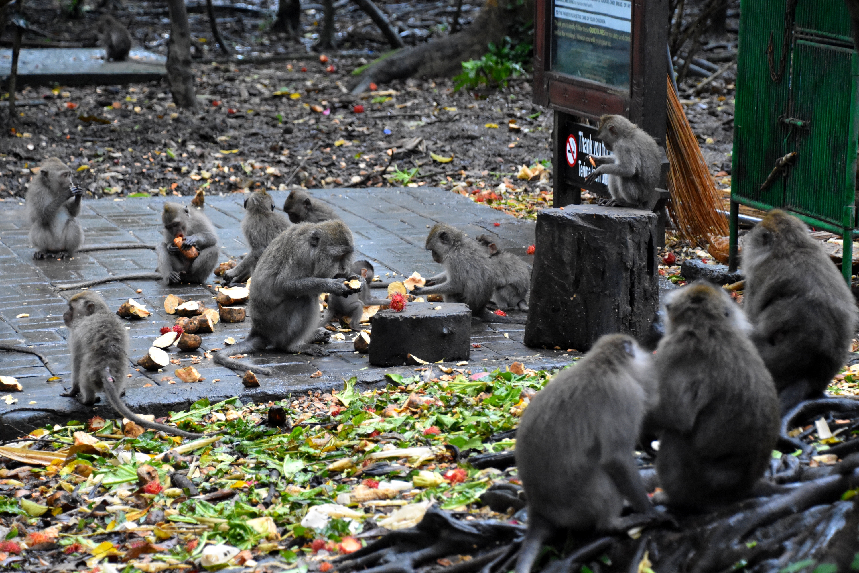 monkey_forest_6.JPG