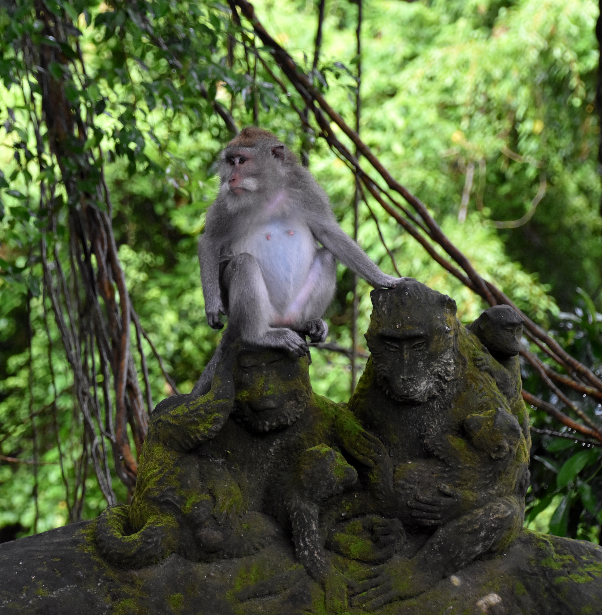 monkey_forest_7.JPG