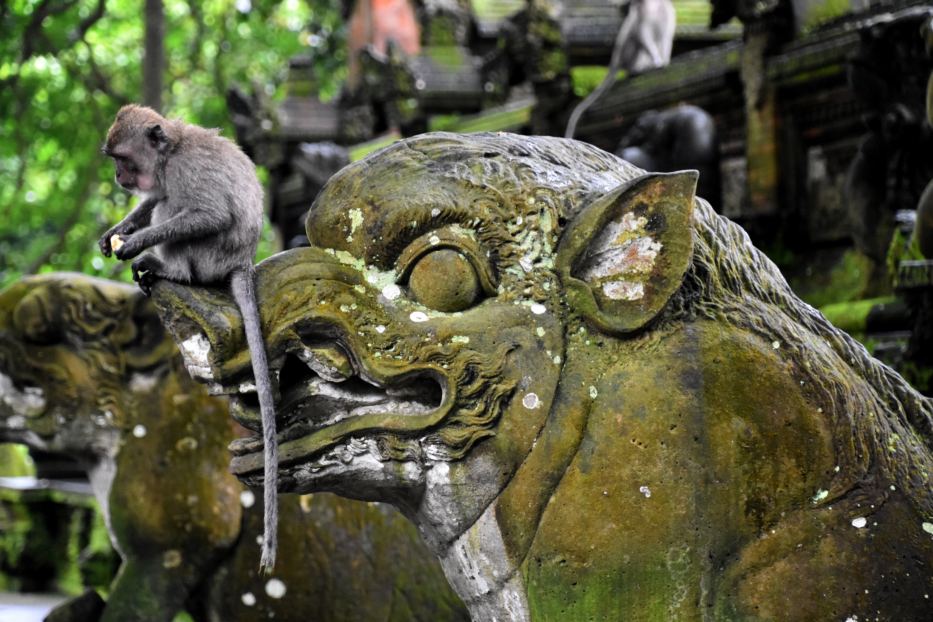 monkey_forest_8.JPG