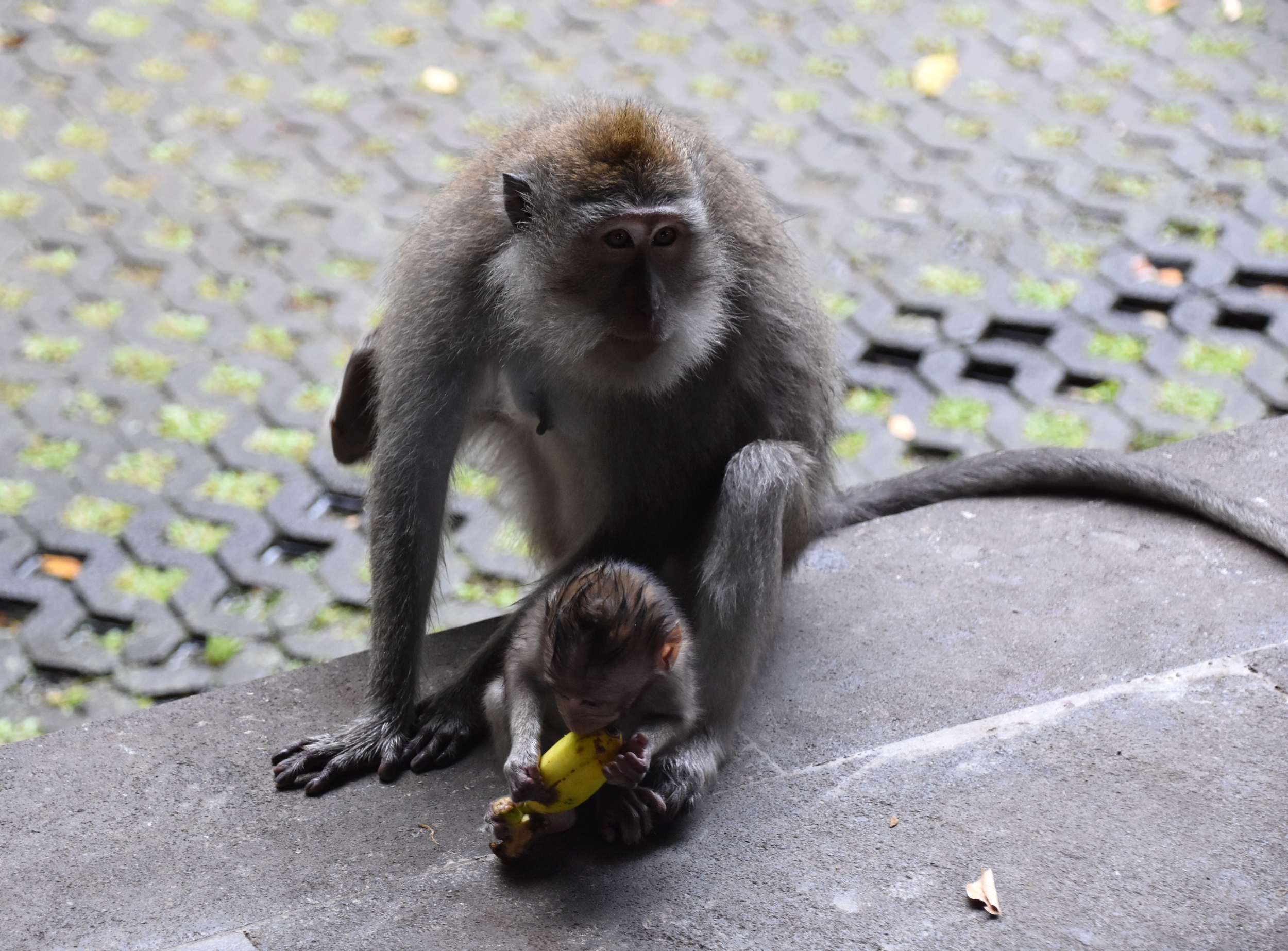monkey_forest_9.JPG