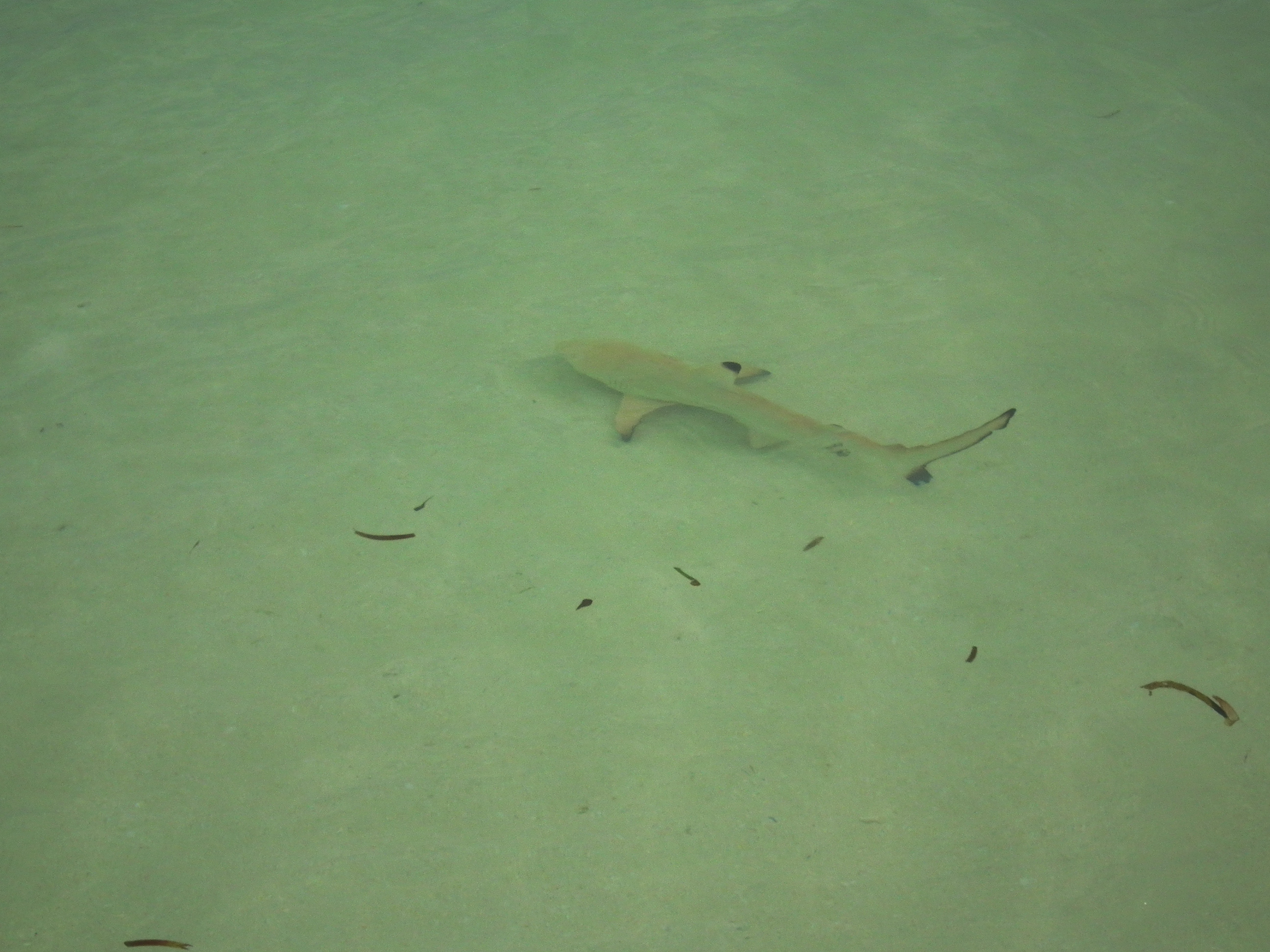 dscf1738.JPG