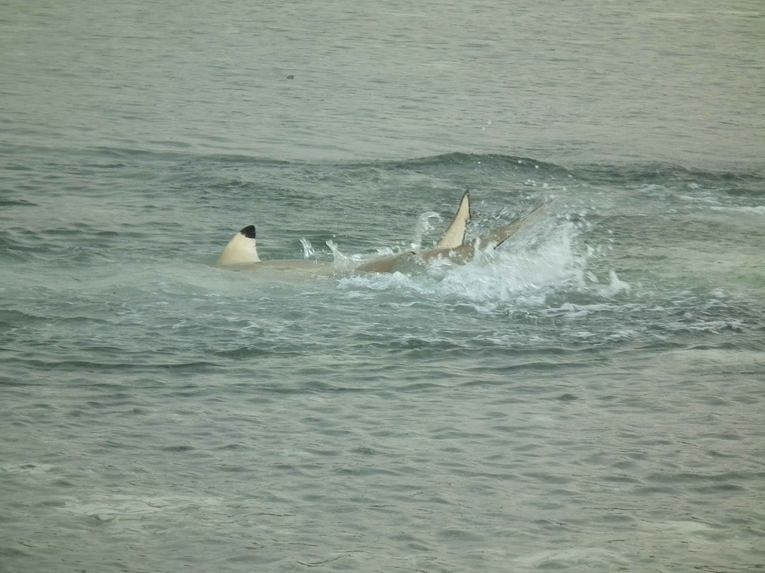 dscf1900.JPG