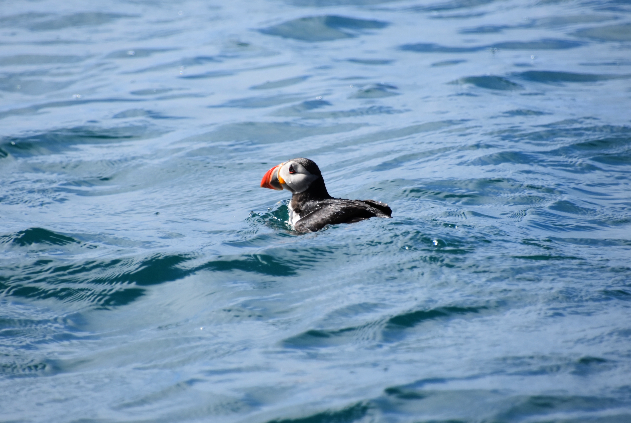husi_puffin.jpg
