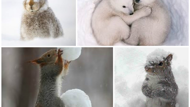 A legcukibb téli állatok