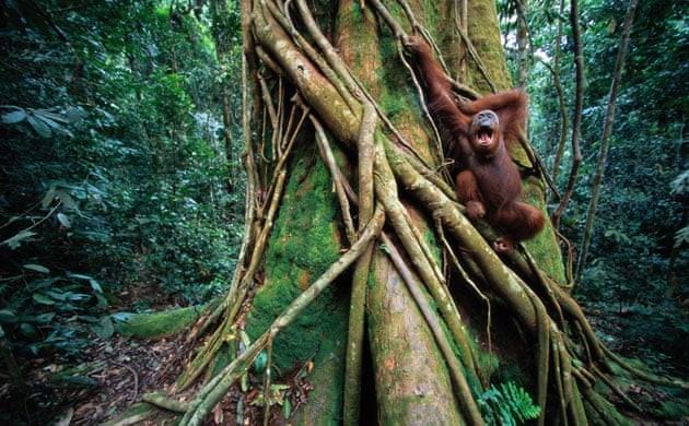 sumatra-orangutan.jpg