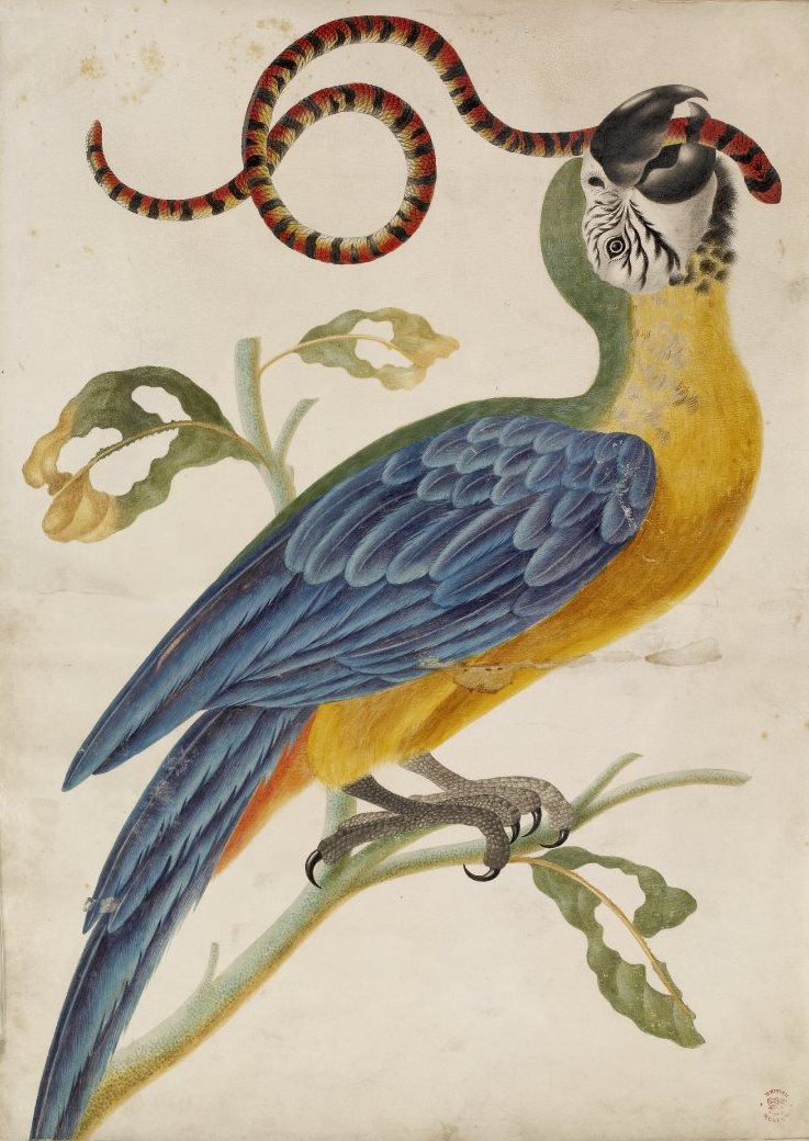 bm-dorothea-04-parrot.jpg