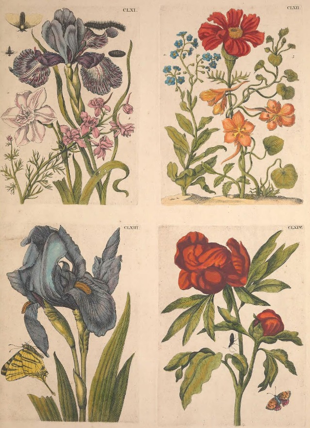 merian-europische-p169.jpg