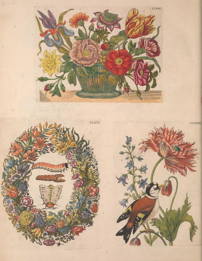 merian-europische-p184.jpg