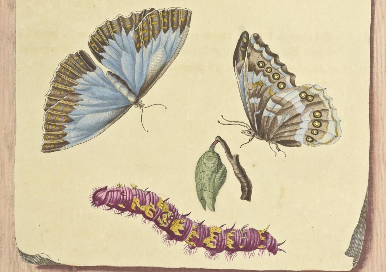 merian-rupsen-p217.jpg