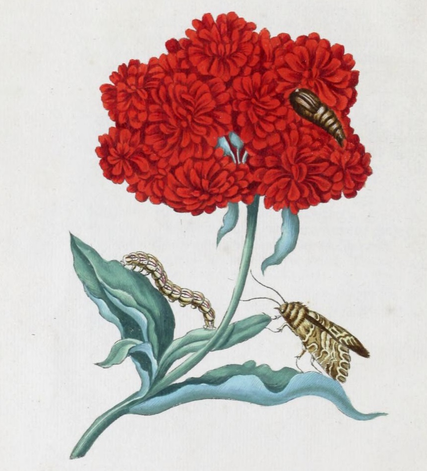 merian-rupsen-p22.jpg