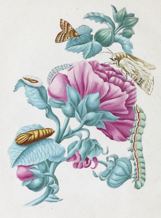 merian-rupsen-p35.jpg