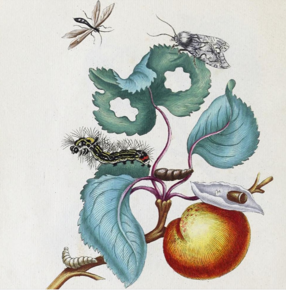 merian-rupsen-p62.jpg