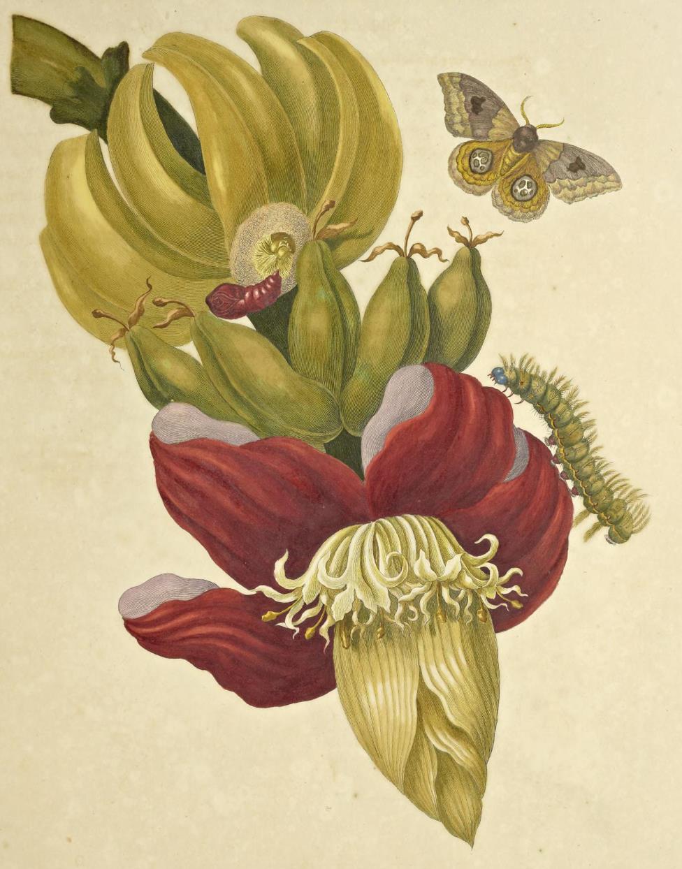 merian-suriname-p12.jpg