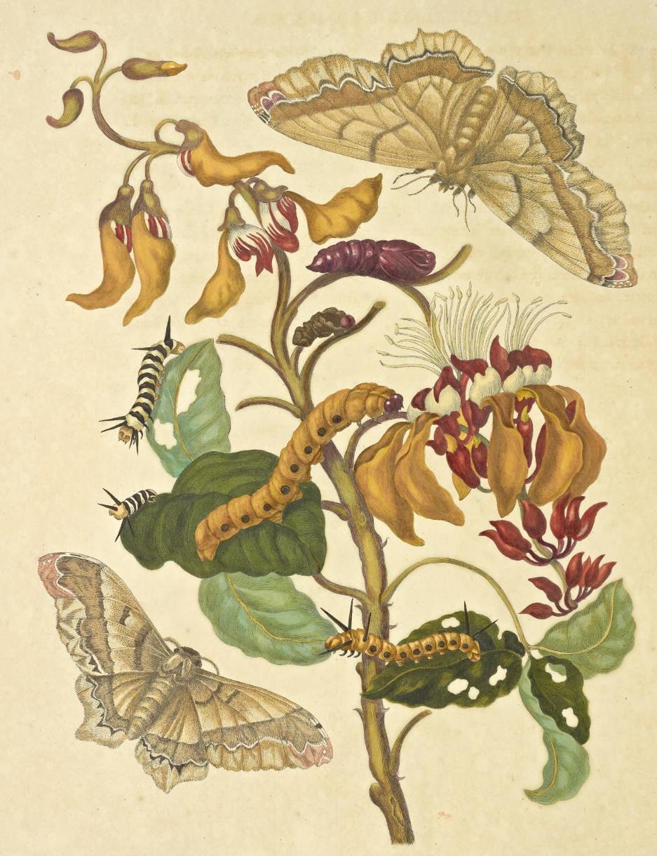 merian-suriname-p42.jpg