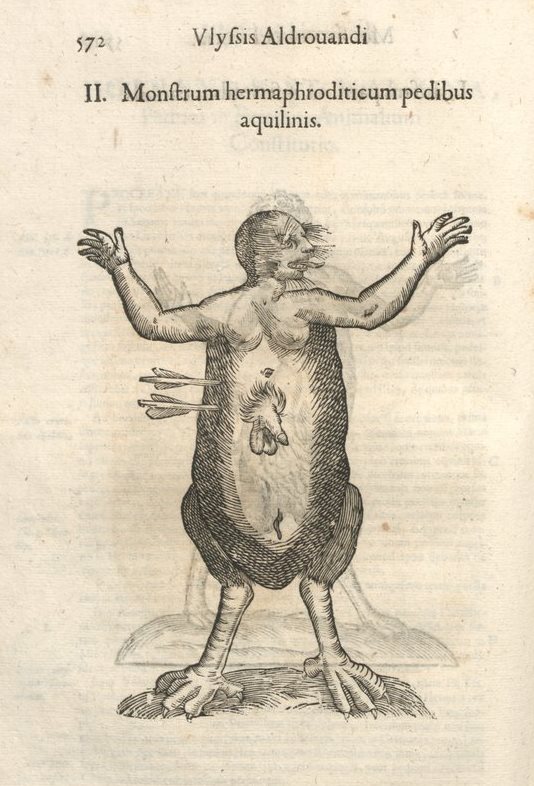 mh-hermaphrodite.jpg