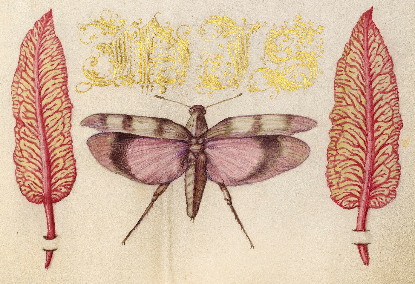 miracaligraphiaemonumenta-folio-056.jpg