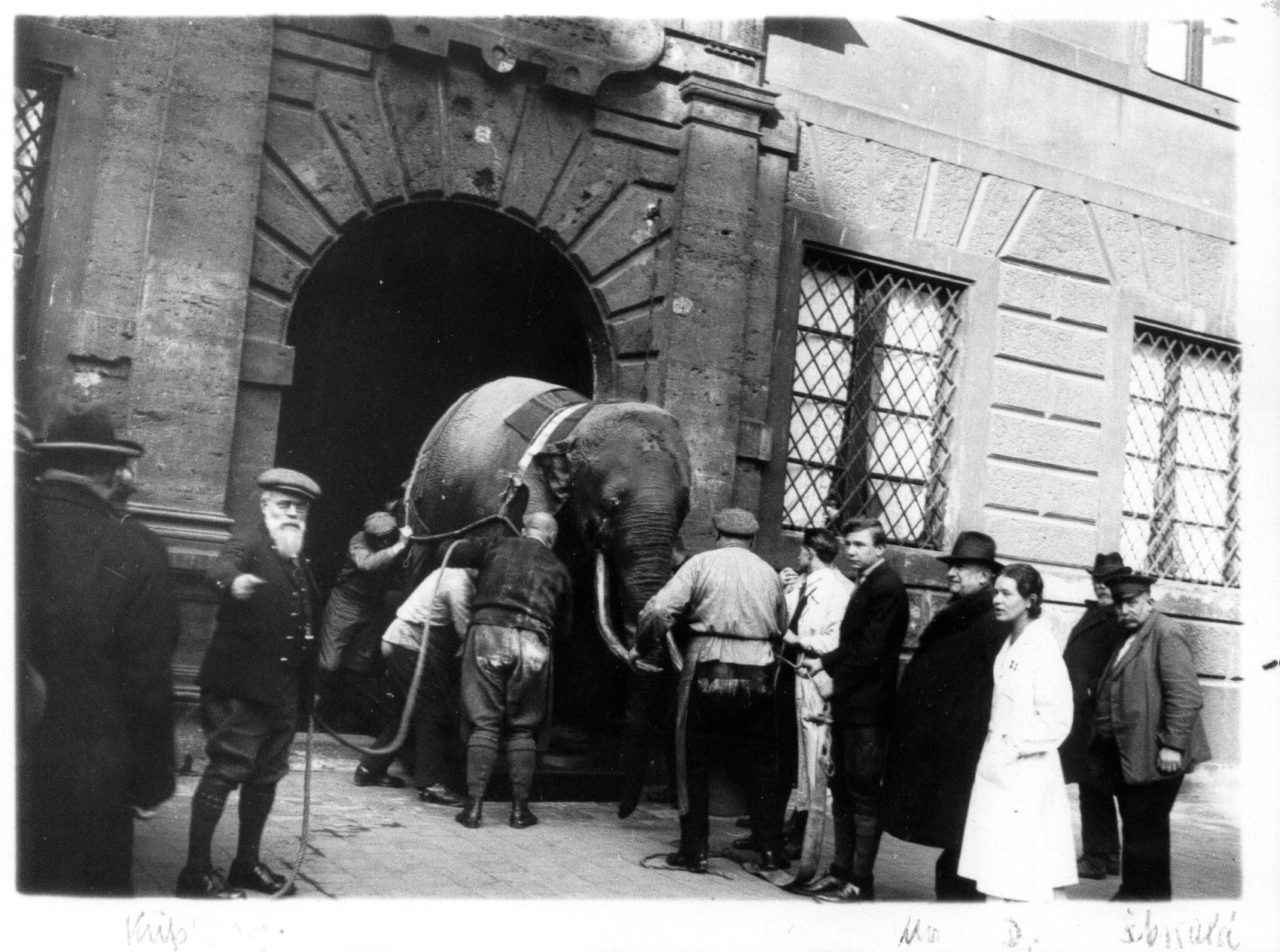 soliman-elephantumzugfoto.jpg