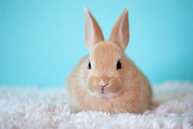 bunny_1.jpg