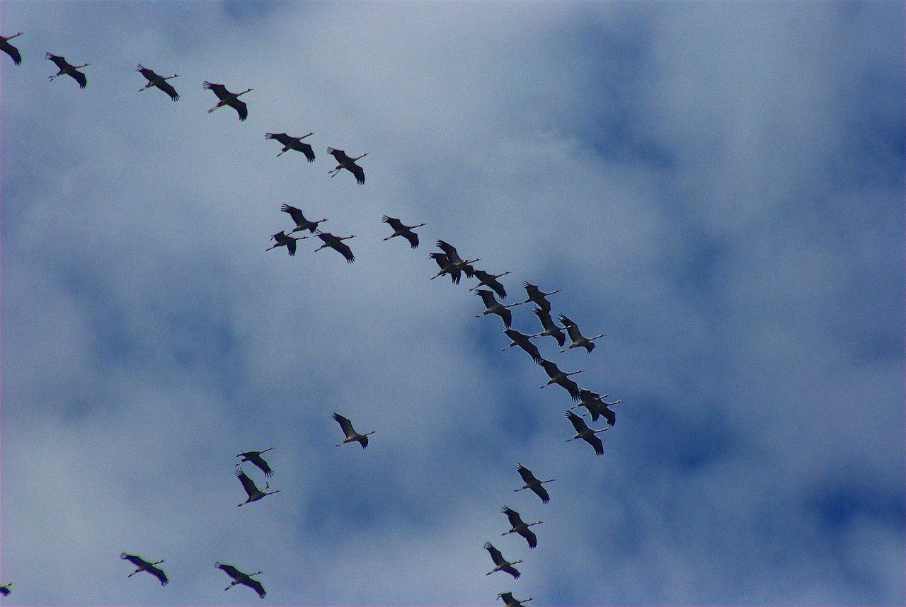 grus_grus_-migrating_north-6a.jpg