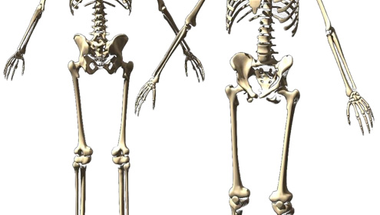 Tudod-e, hogy edződik a csontozatod?