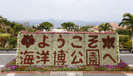 Okinawa - Churaumi