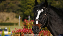 Kakegawa CSI*** 2015