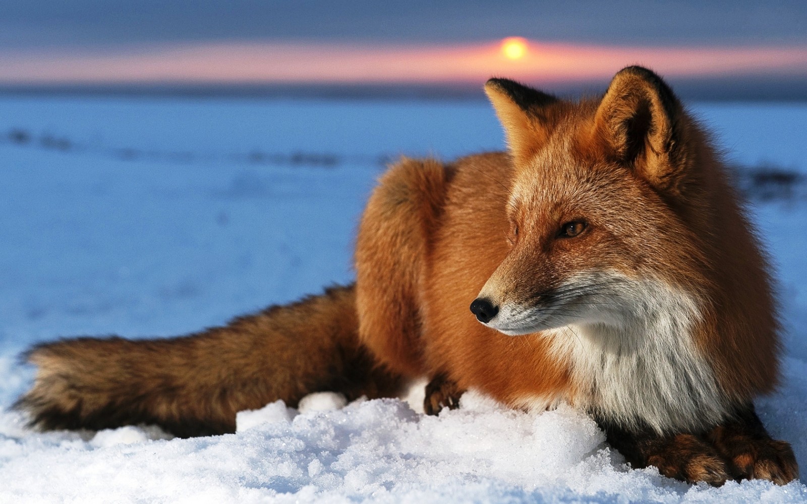 Animal-Fox-at-Snow-HD.jpg