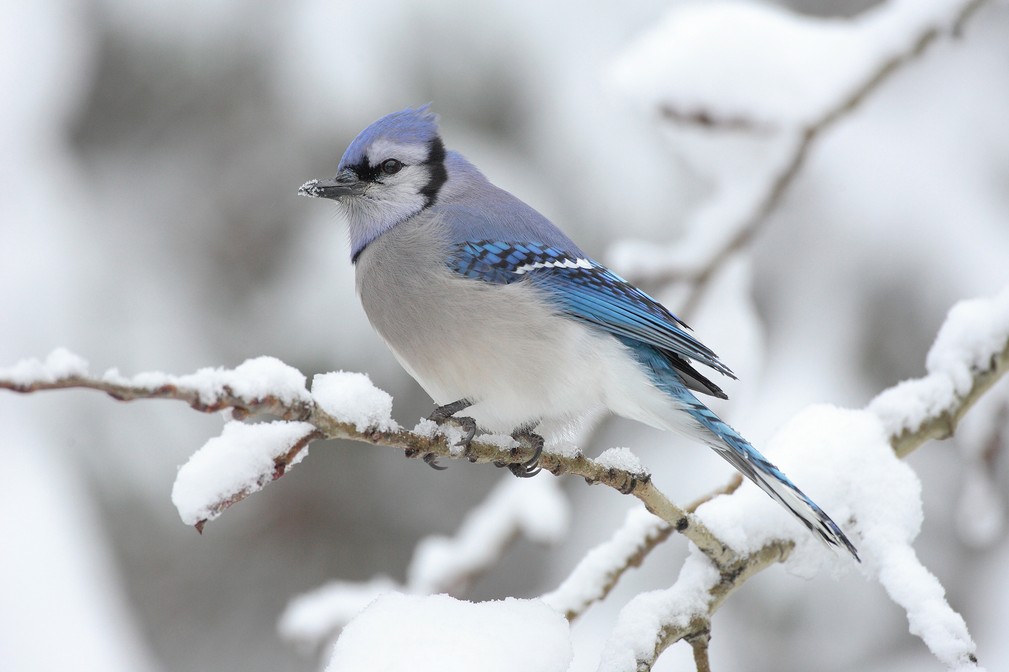 Cool-Animal-Pics-Blue-Jay-in-the-snow..jpg