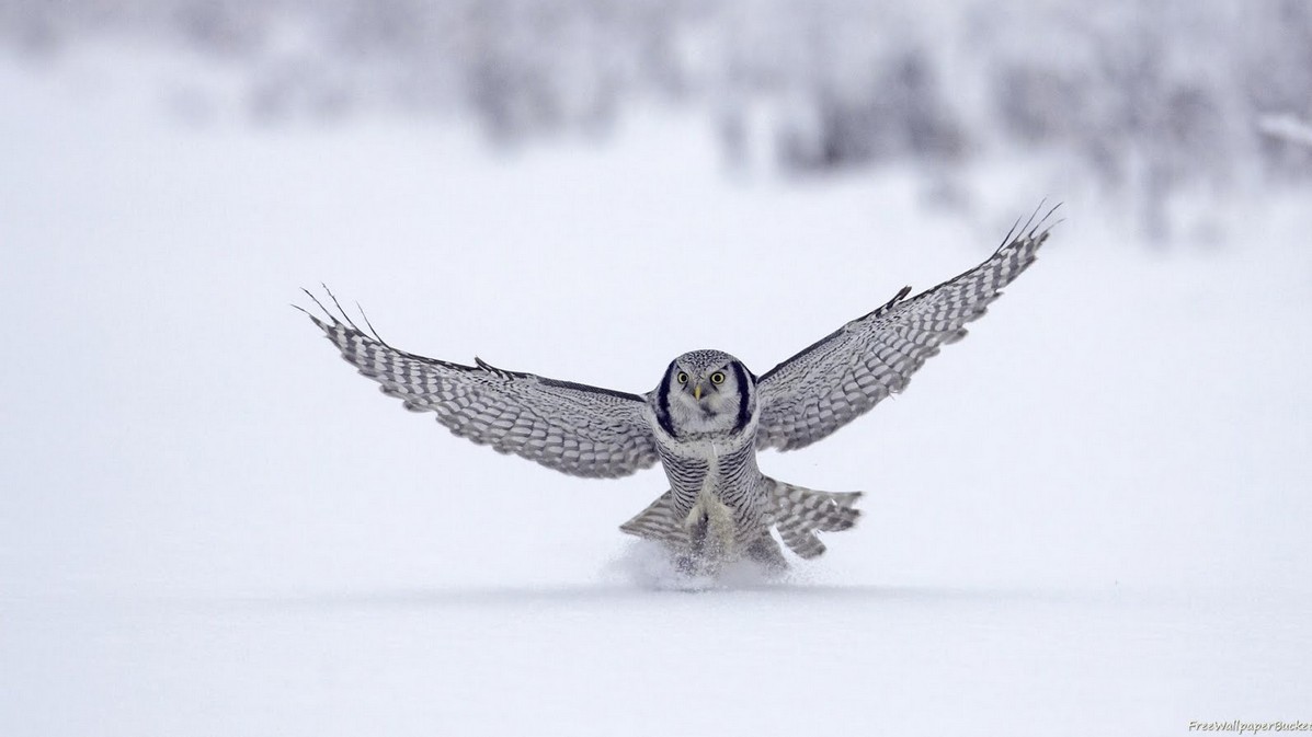 Cool-Animal-Pics-Owl-in-Snow.jpg