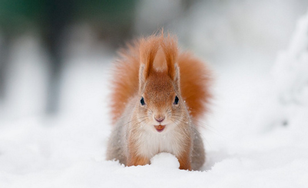 Cool-Animal-Pics-Squirrel-in-the-snow-8.jpg