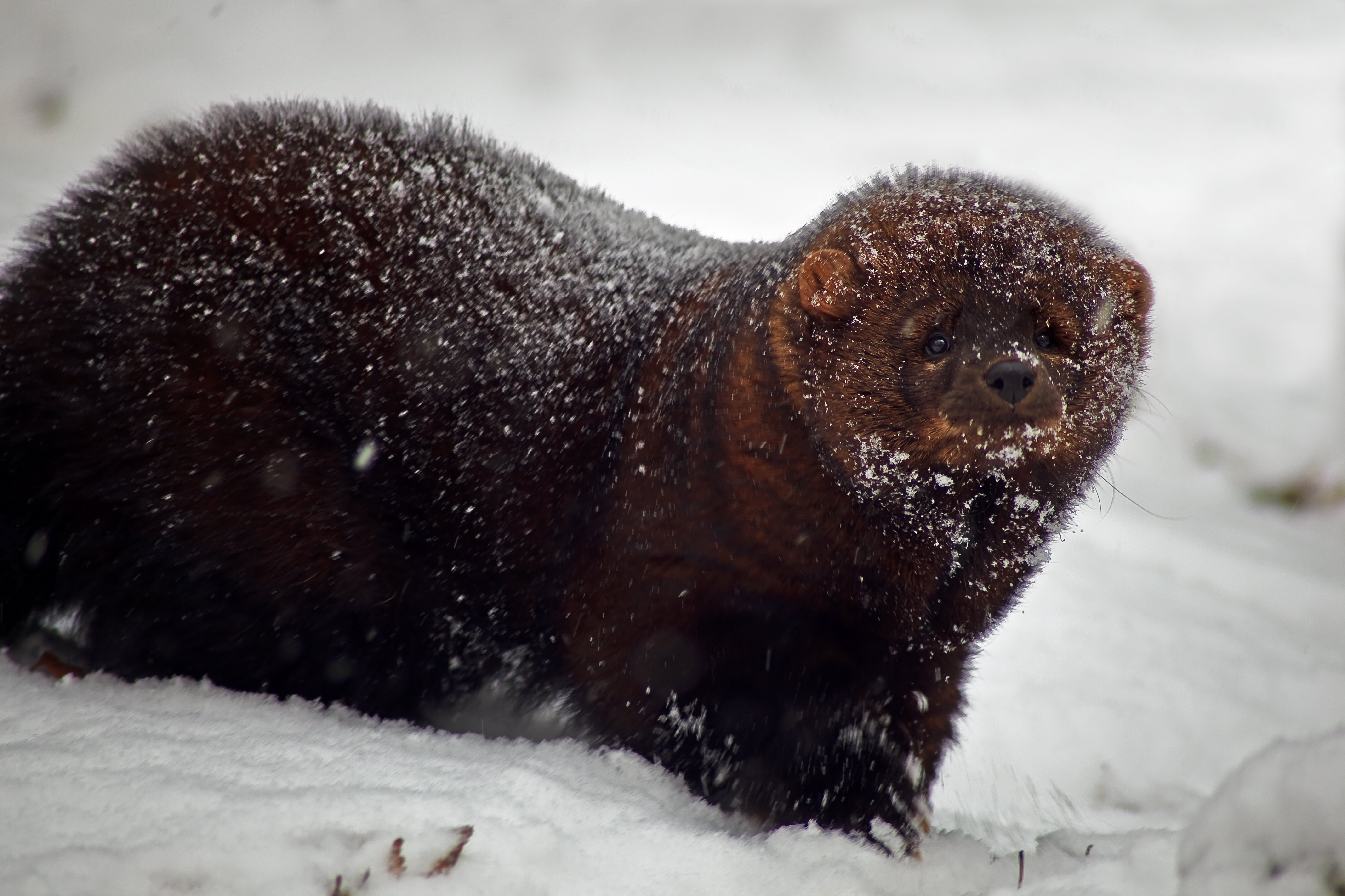 Fisher-animal-snow-storm_-_West_Virginia_-_ForestWander.jpg