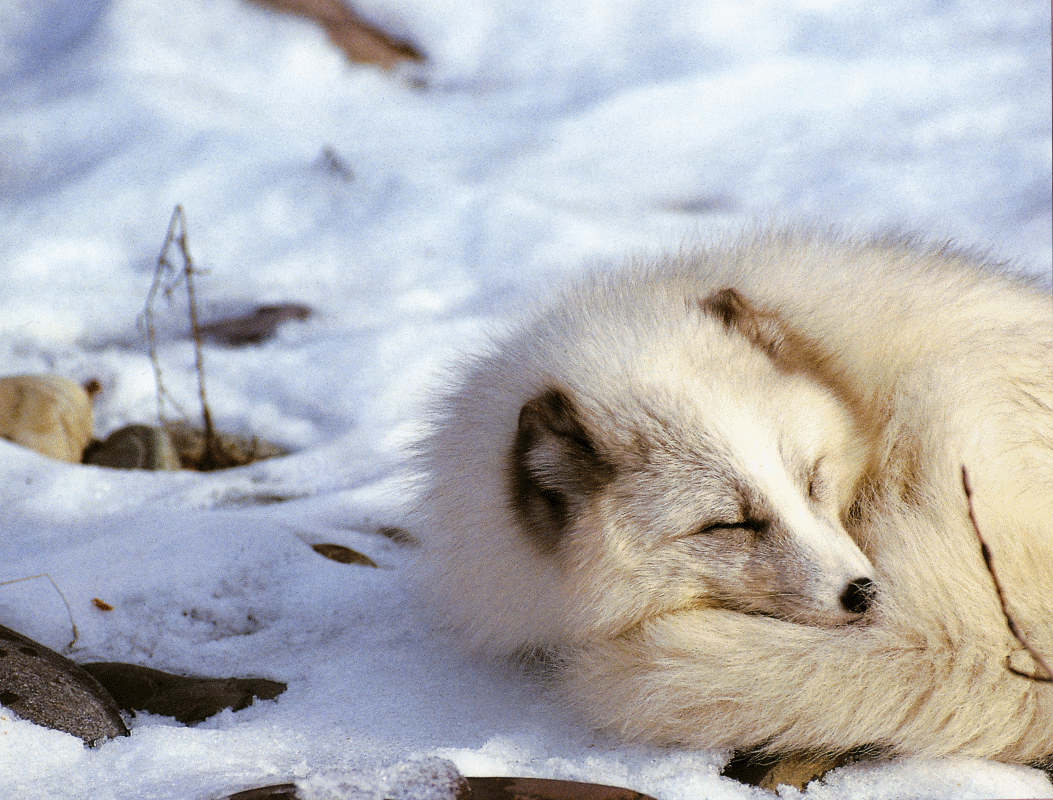 Fox in Snow_1.gif